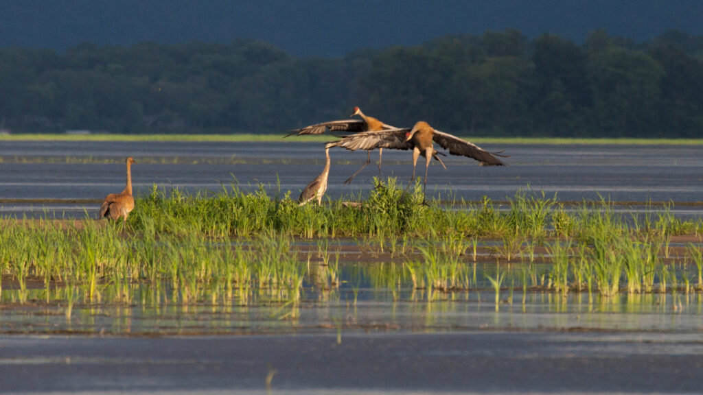 Herons in wetlands